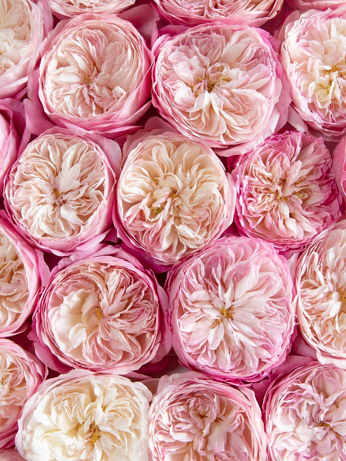 Rosa offene Blüten von David Austin Hochzeitsrosen