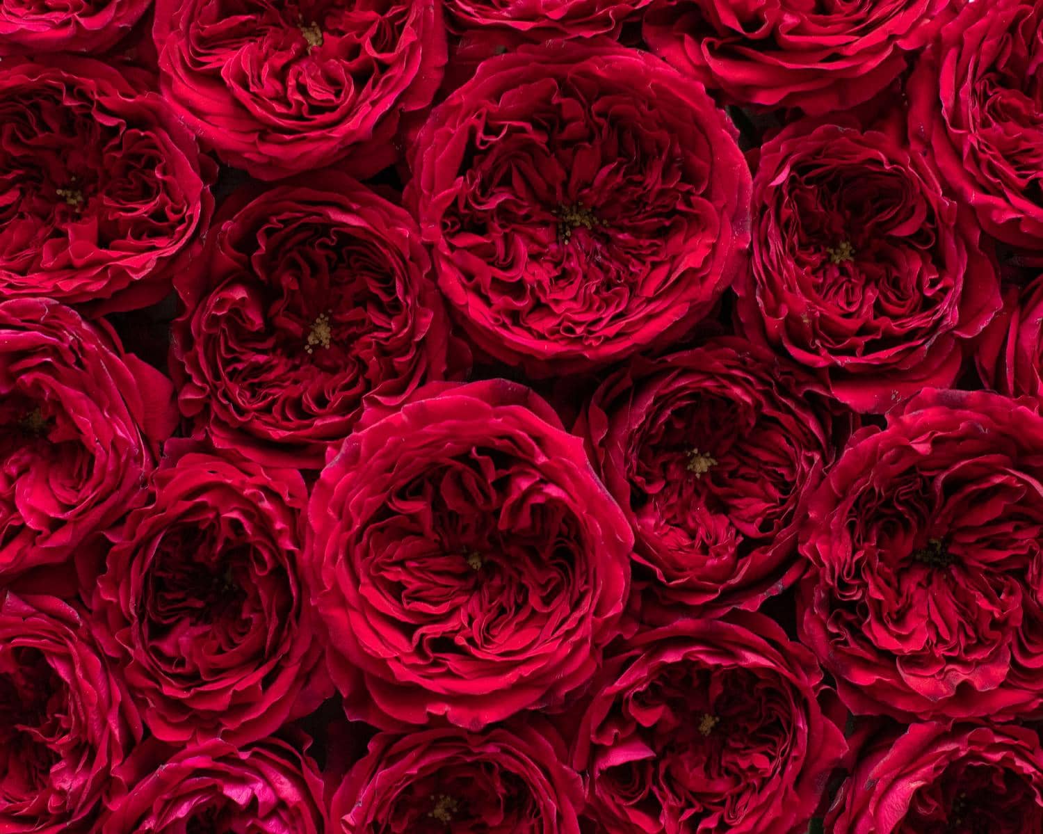 Tess Grappe de roses David Austin