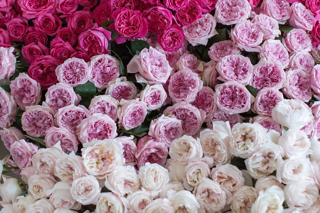 Rose Bouquets for Valentine’s Day - David Austin Wedding and Event Roses
