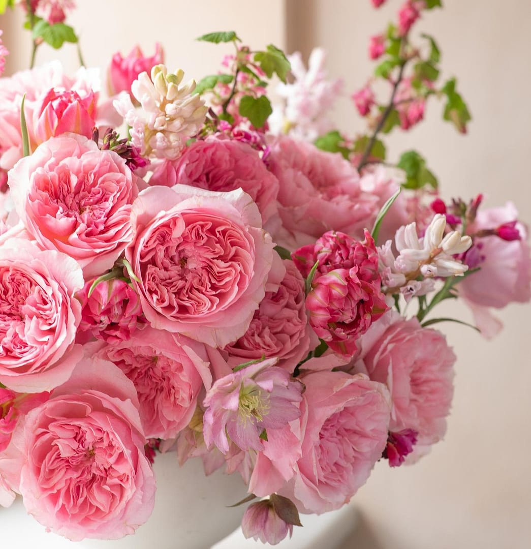 ottilie-david-austin-cut-roses-20260320-019