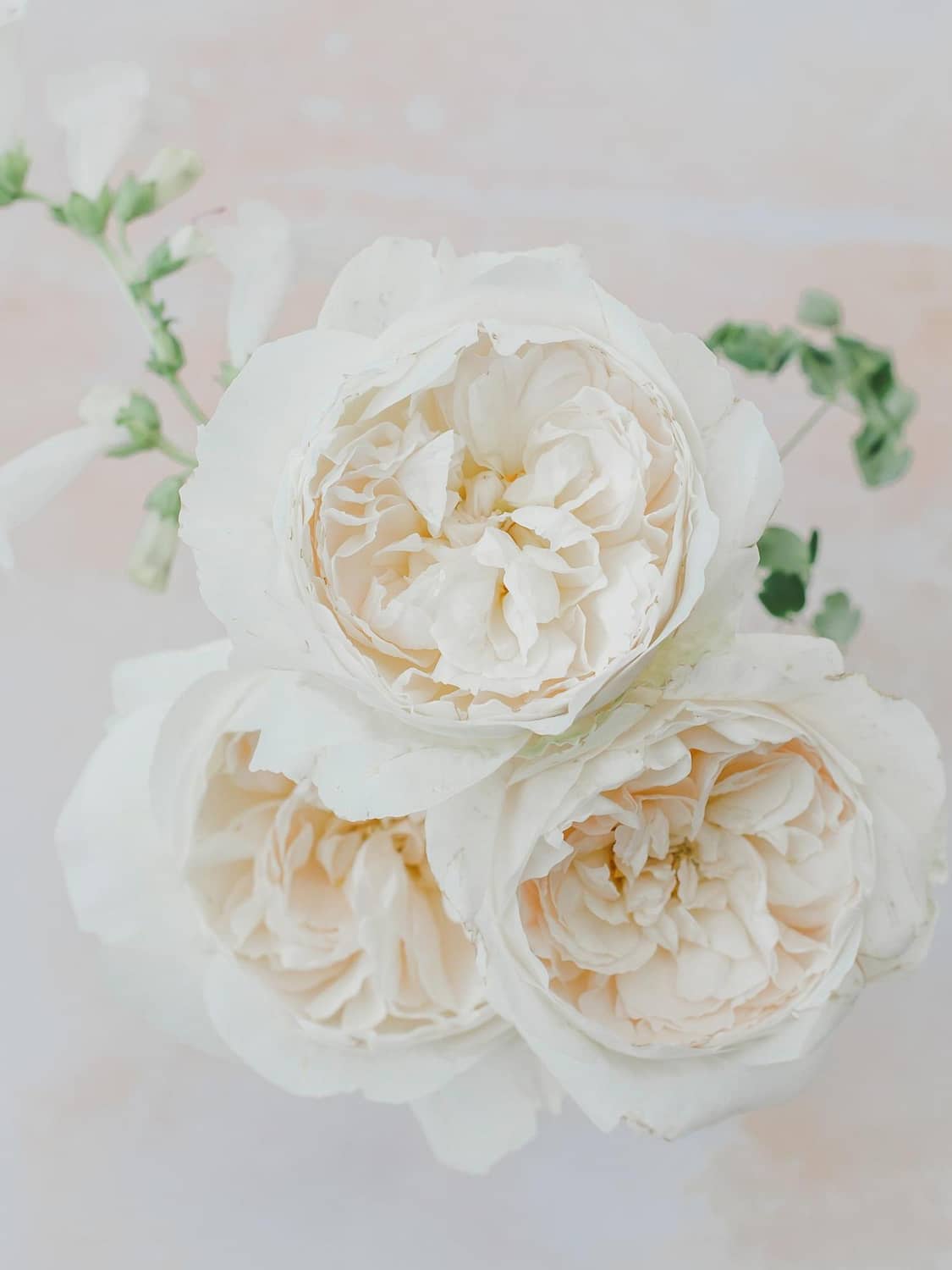 白い結婚式のバラ