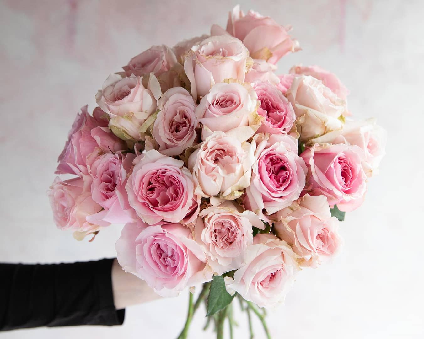 Pink Miranda Roses Gift Ideas