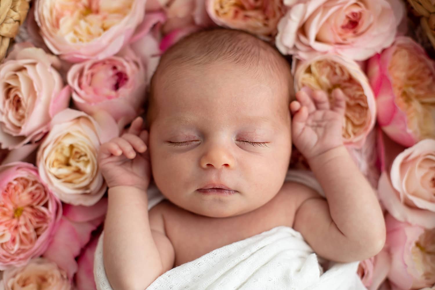 Baby-Fotoshooting mit David Austin Roses