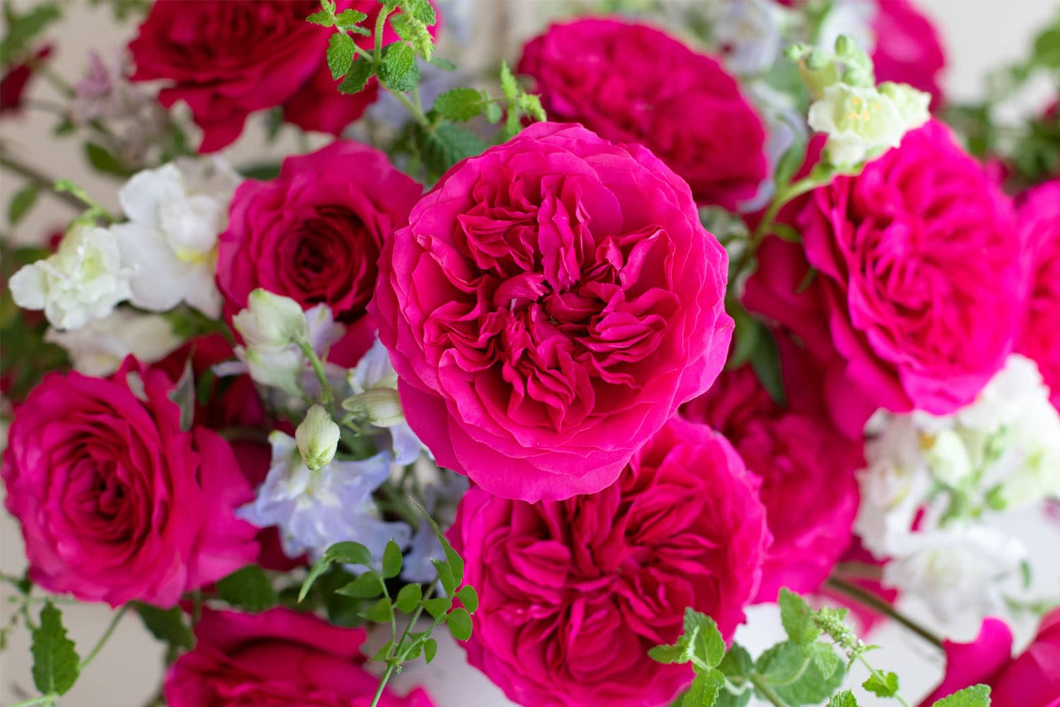 Hettie Pink Rose Close Up Bloom
