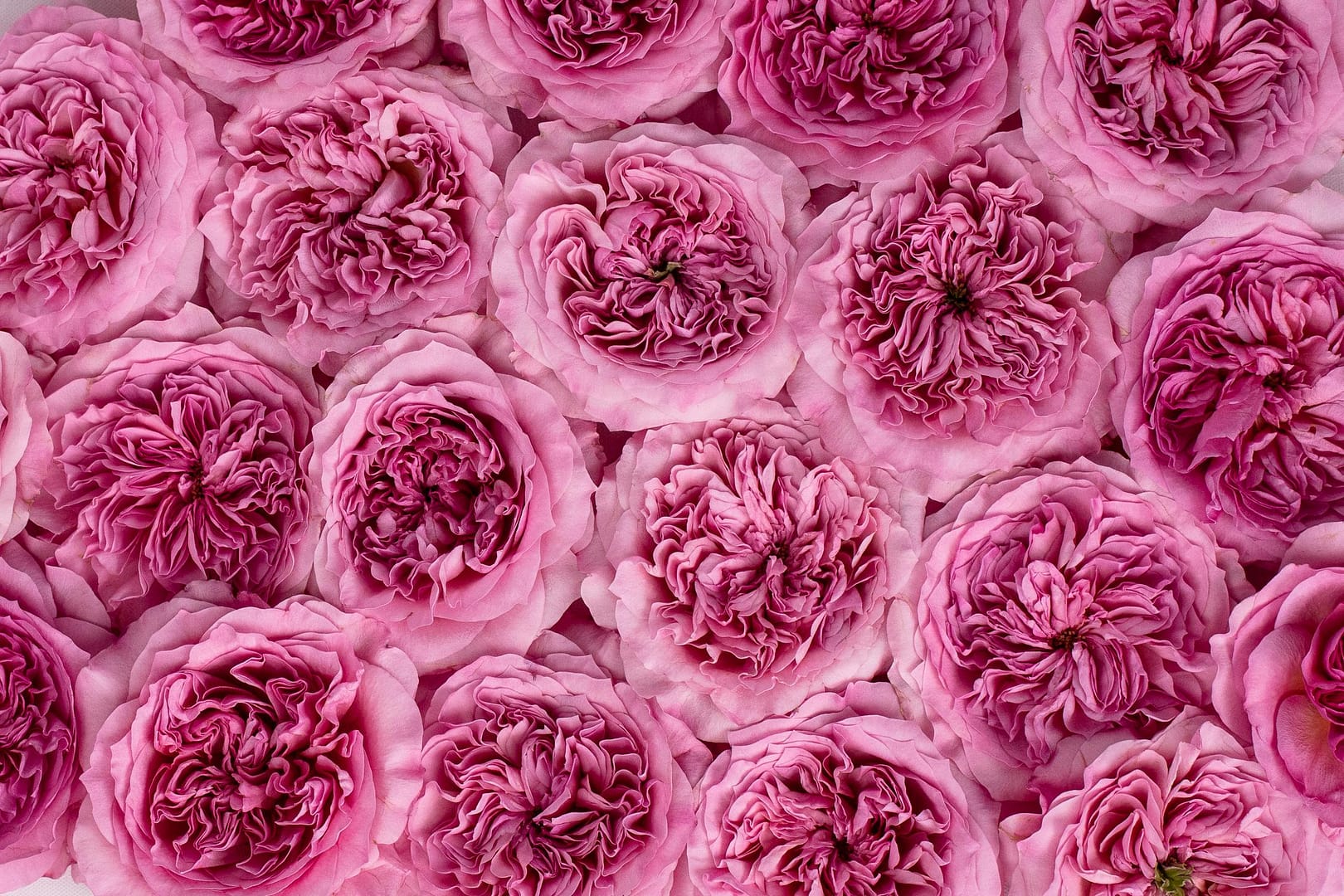 Cluster aus rosa Rosen