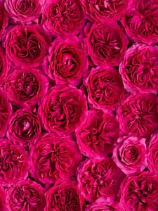 Pink Roses Event The Ultimate Guide to Pink Wedding Roses - David Austin Wedding and ...