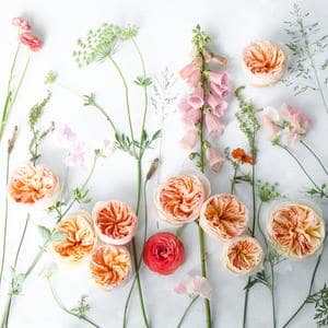 Juliet Design piatto di rose color pesca
