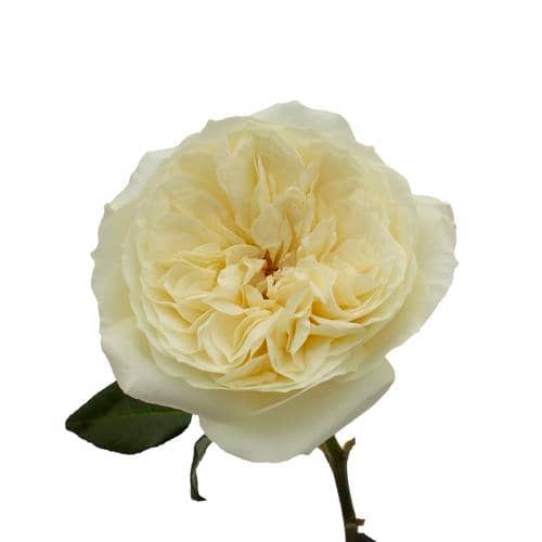 Leonora rosa flor abierta