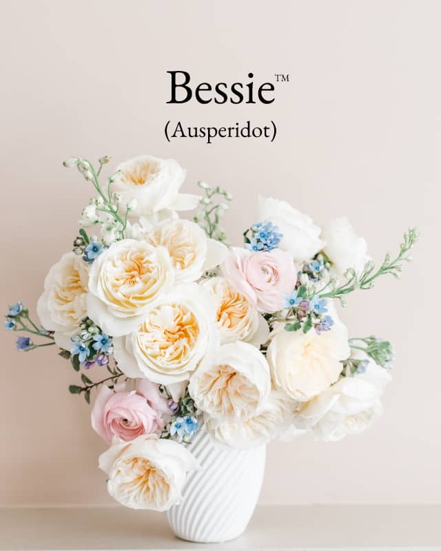 David Austin Rose Bessie