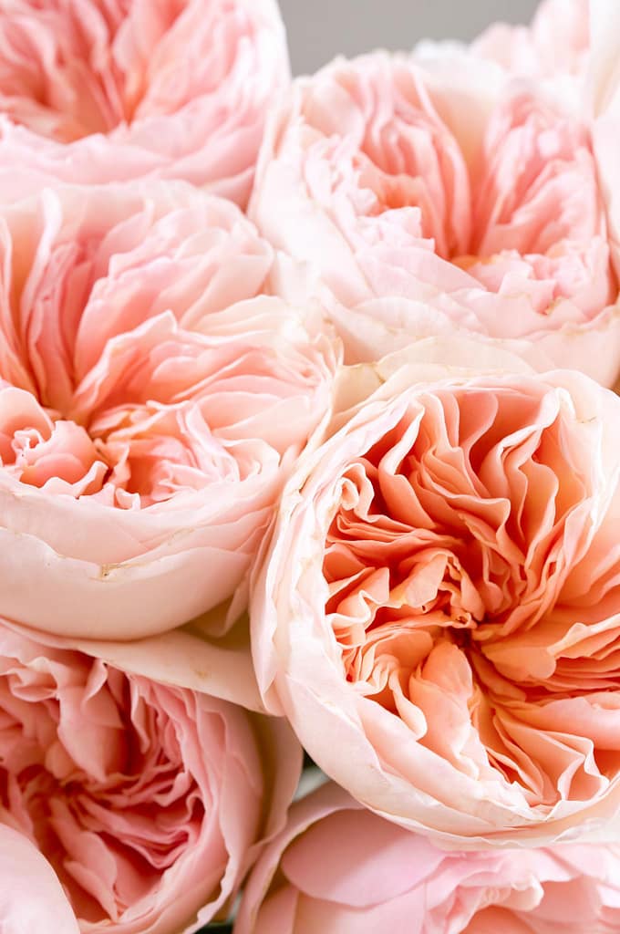 جولييت-زفاف-خوخي-مثالي-وردة