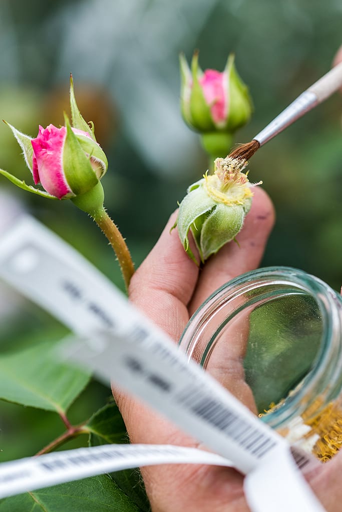 The Difference Between David Austin Wedding Roses and Garden Shrubs
