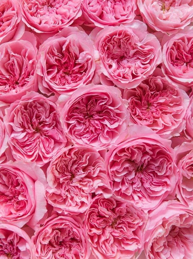 two-new-david-austin-wedding-roses-for-2026