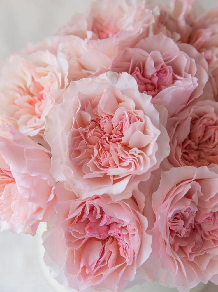 two-new-david-austin-wedding-roses-for-2026
