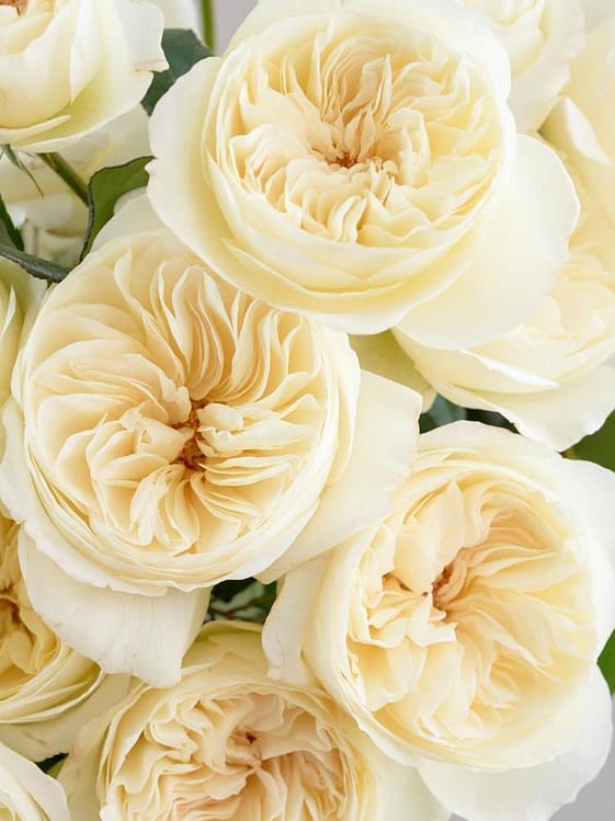 Buttermilch-Hochzeitsrosen