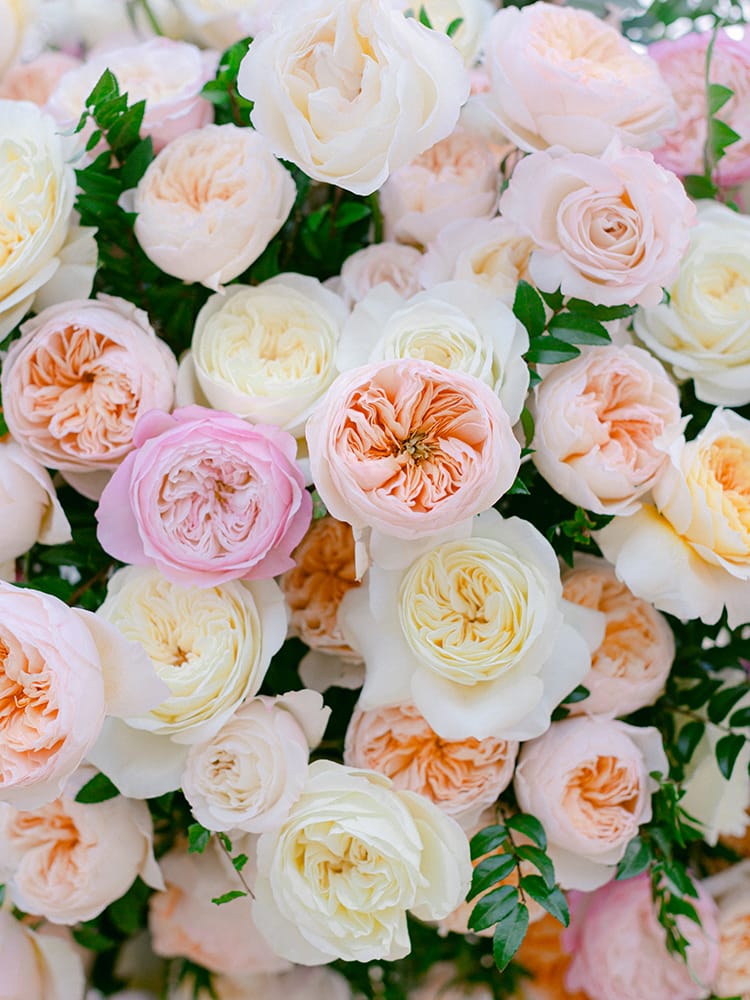 Rosas mixtas de David Austin