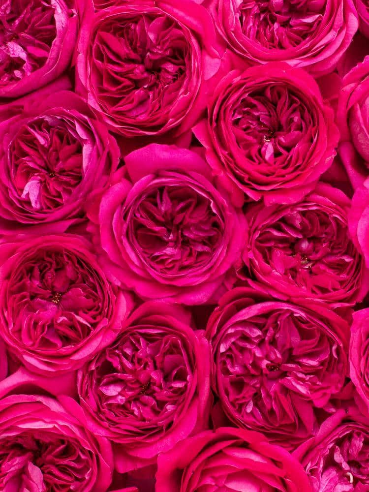 Bold Pink Wedding Roses