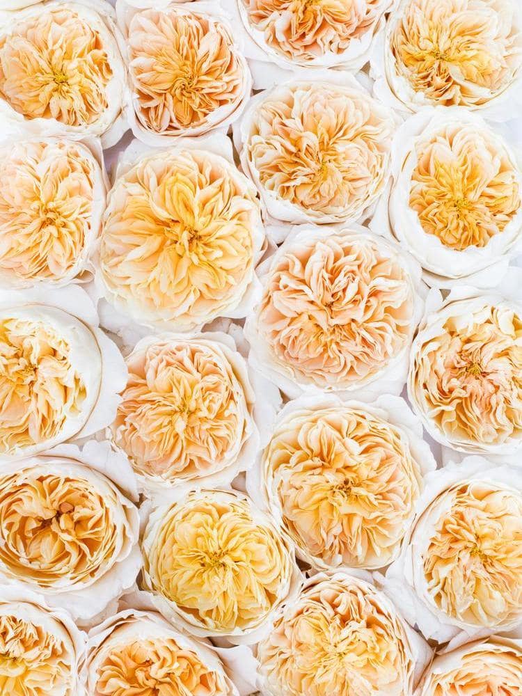 our-favourite-wedding-rose-bouquets-for-2026