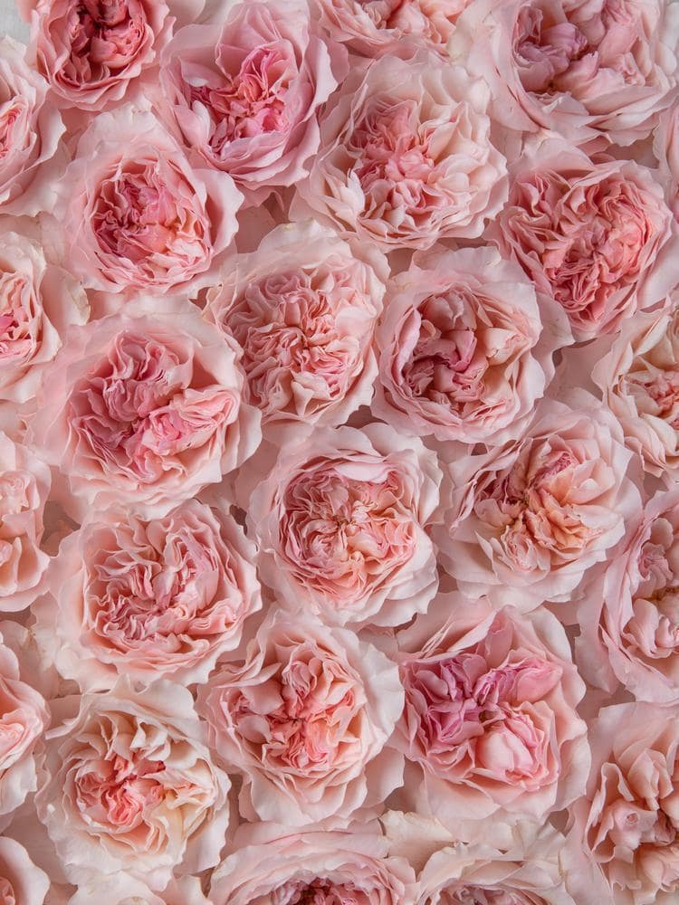 two-new-david-austin-wedding-roses-for-2026