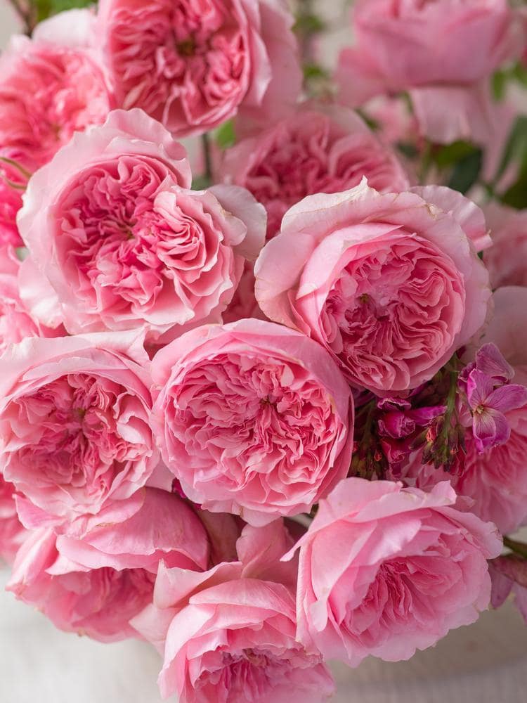 two-new-david-austin-wedding-roses-for-2026