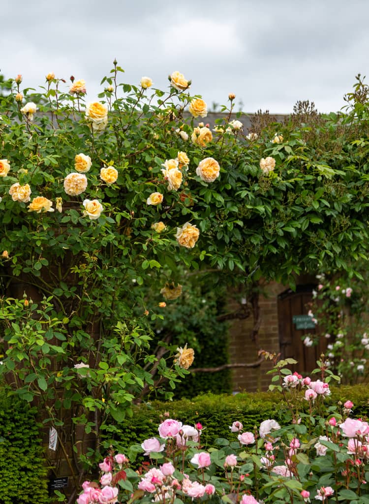 Difference Between David Austin Wedding Roses and Garden Shrubs