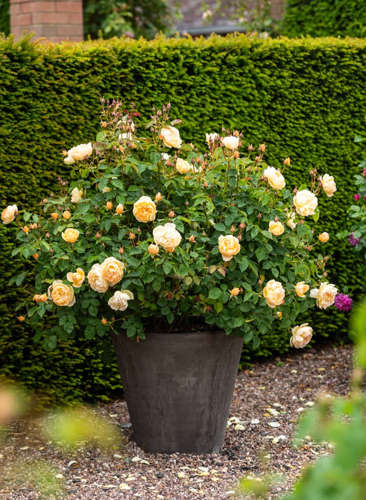 Difference Between David Austin Wedding Roses and Garden Shrubs