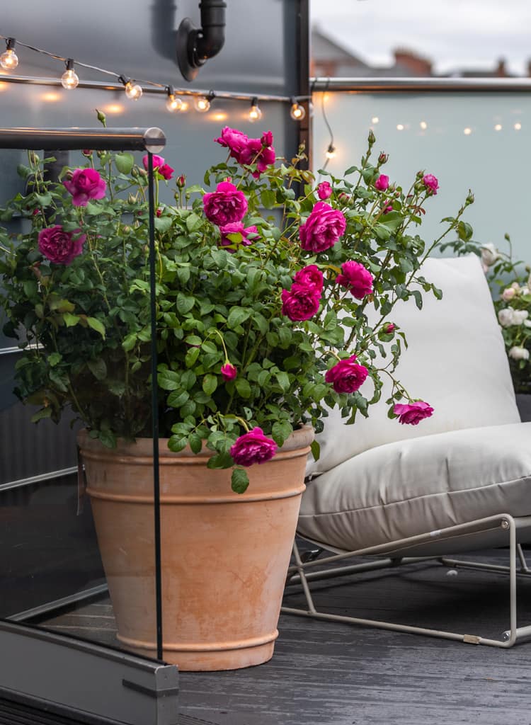 Difference Between David Austin Wedding Roses and Garden Shrubs