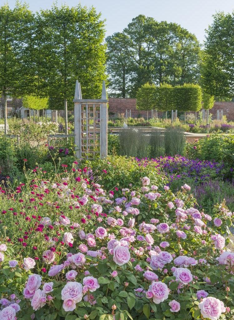 Difference Between David Austin Wedding Roses and Garden Shrubs