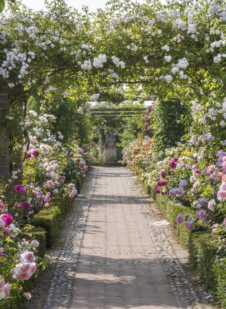 Difference Between David Austin Wedding Roses and Garden Shrubs