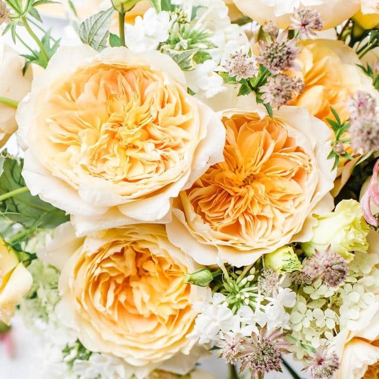 David Austin Roses Effie Close Up Blooms