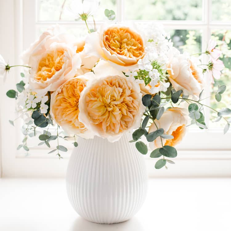 David Austin Rose Effie Arrangement de vases