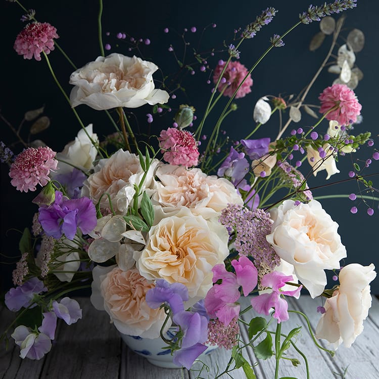 أوجيني روز ديفيد أوستن تشكيلة الورود الكبيرة