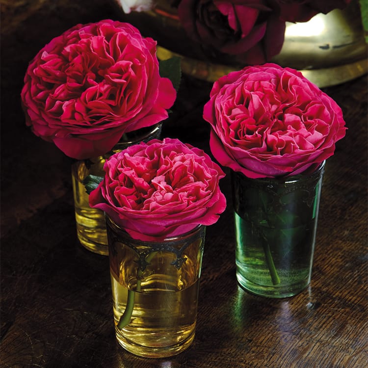 Kate Rose David Austin Roses simples dans des vases à bourgeons