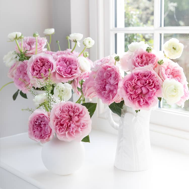 Miranda Rosa Rosen in weißen Vasen auf der Fensterbank