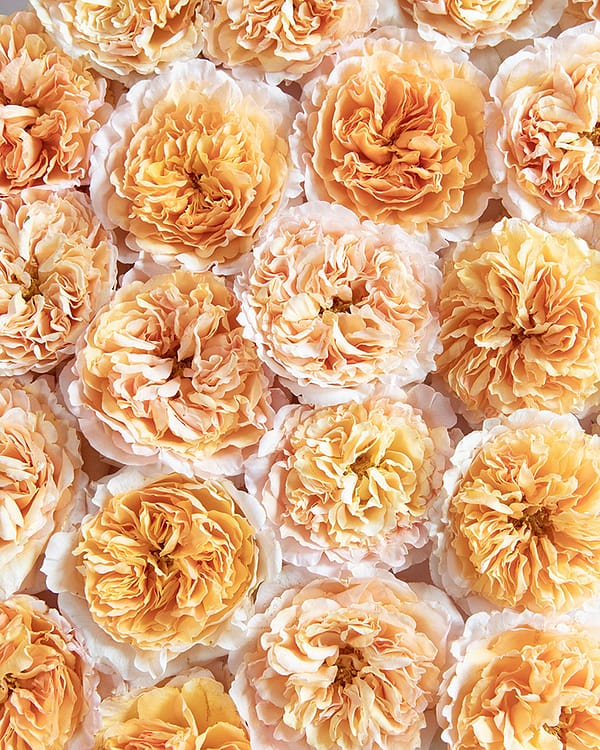 Beatrice Yellow Wedding Roses