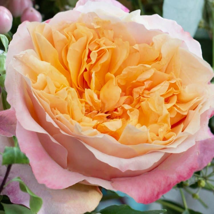 David Austin Edith Offene Blüte der Rose