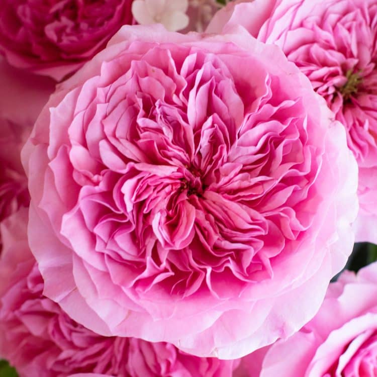 Millicent Pink Rose
