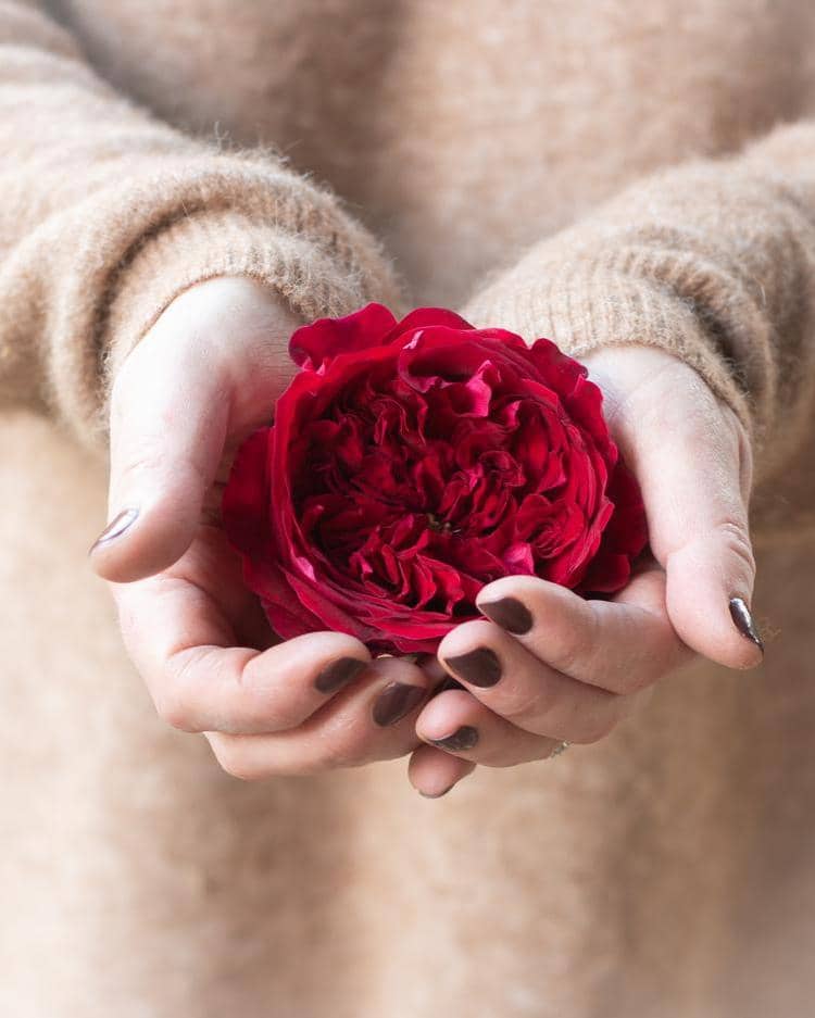Tess Rose rouge à fleurs simples