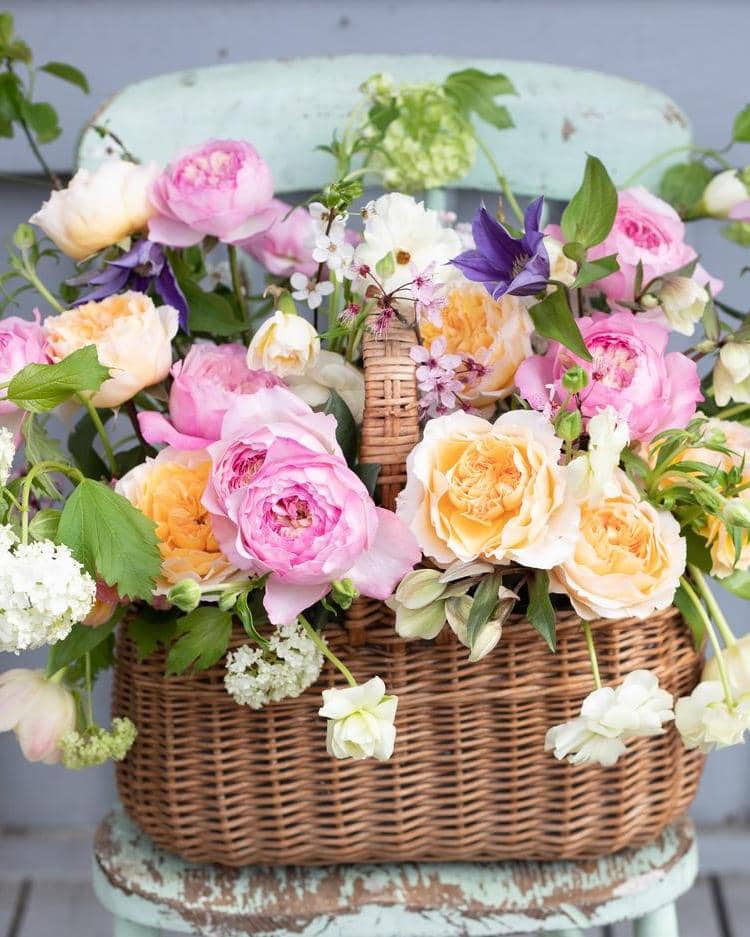 Spring basket of David Austin Roses