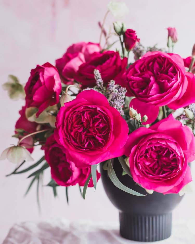 Leuchtend rosa Rose Urne