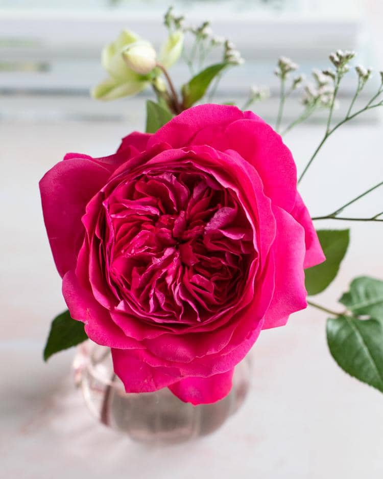 Fleur de rose rose