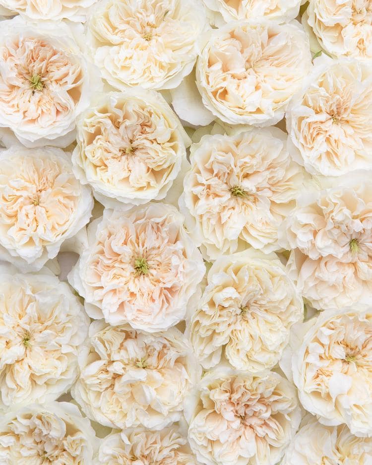Enid Cream Rose Cluster