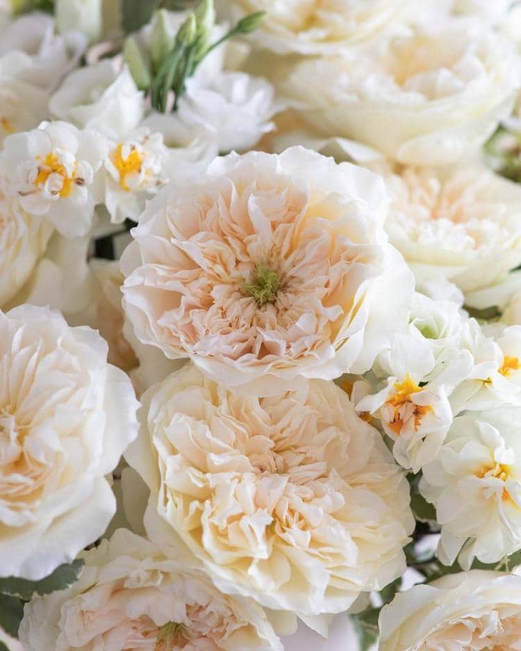 Enid Cream Rose Enid Cream Rose