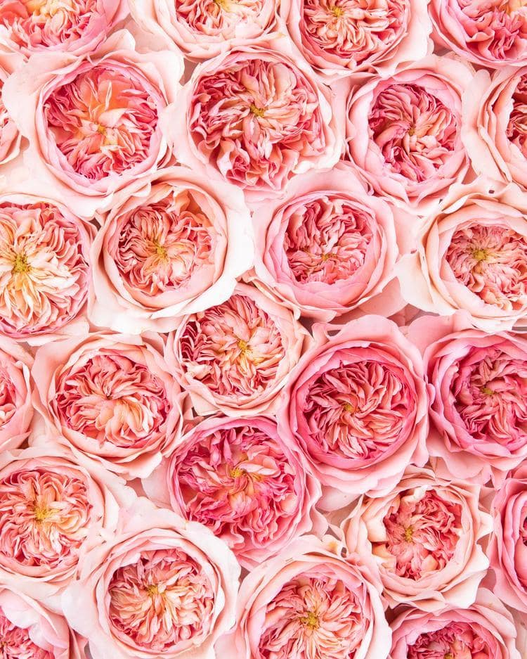 Phoebe Pink Rose Cluster Phoebe Pink Rose Cluster