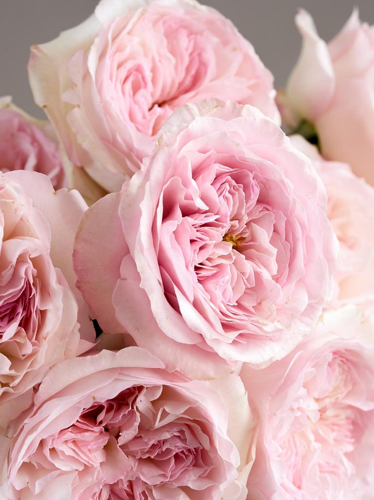 Introducing David Austin Rose Bouquets