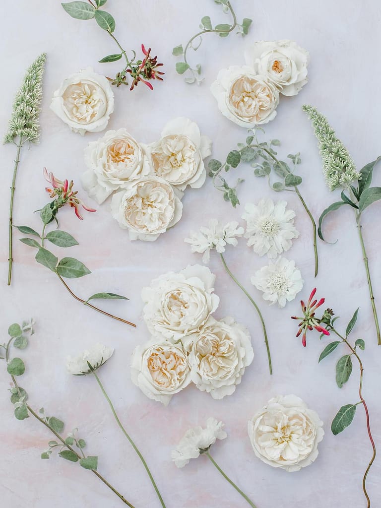 Reinheit – eine elegante cremefarbene Hochzeitsrose