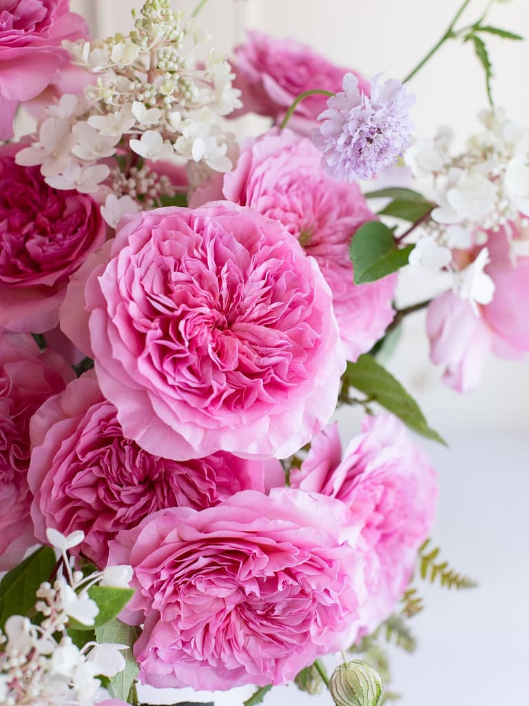 New Wedding Roses - David Austin Wedding and Event Roses