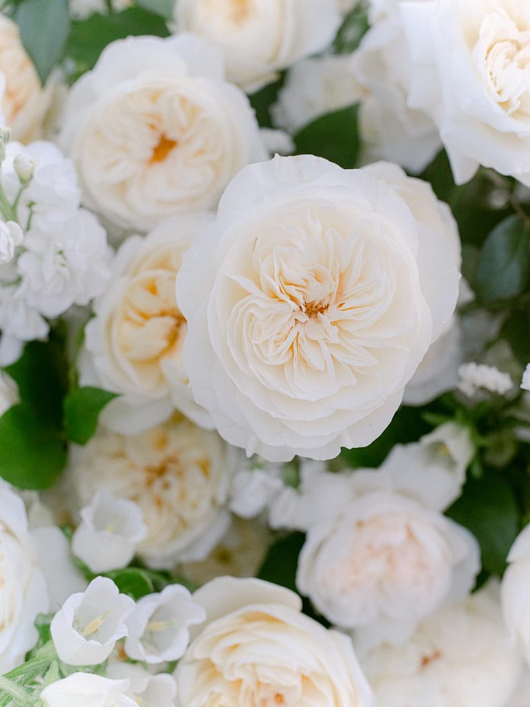 white wedding roses