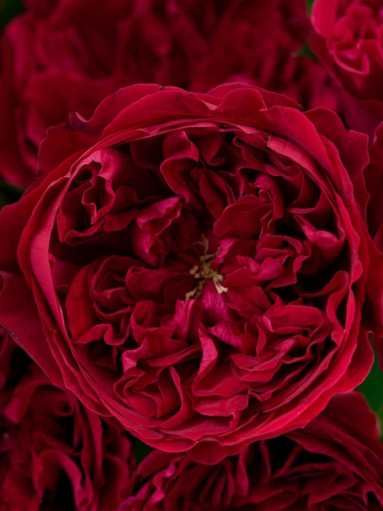 david-austin-rose-bouquets