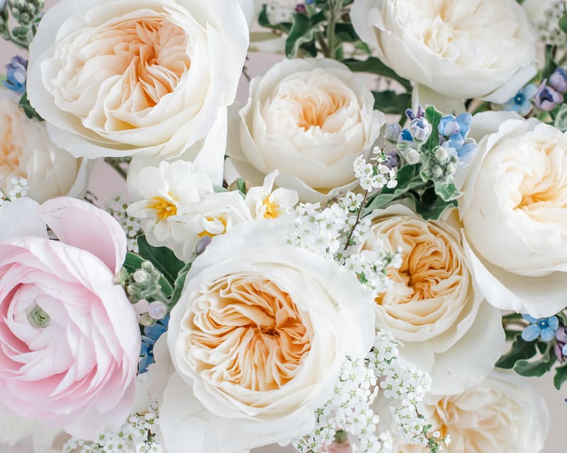 Rose de mariage blanche