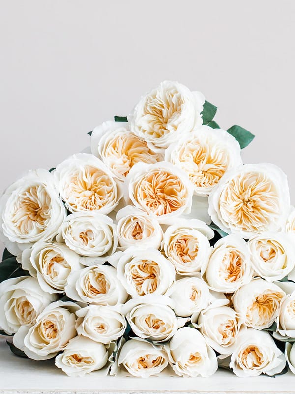 Rosenknospen blühen